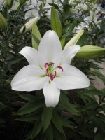 [1837 WhiteProud No01.JPG]